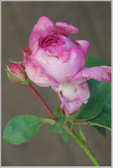 Blumen Kitzinger in Offenbach