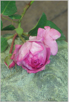 Blumen Kitzinger in Offenbach